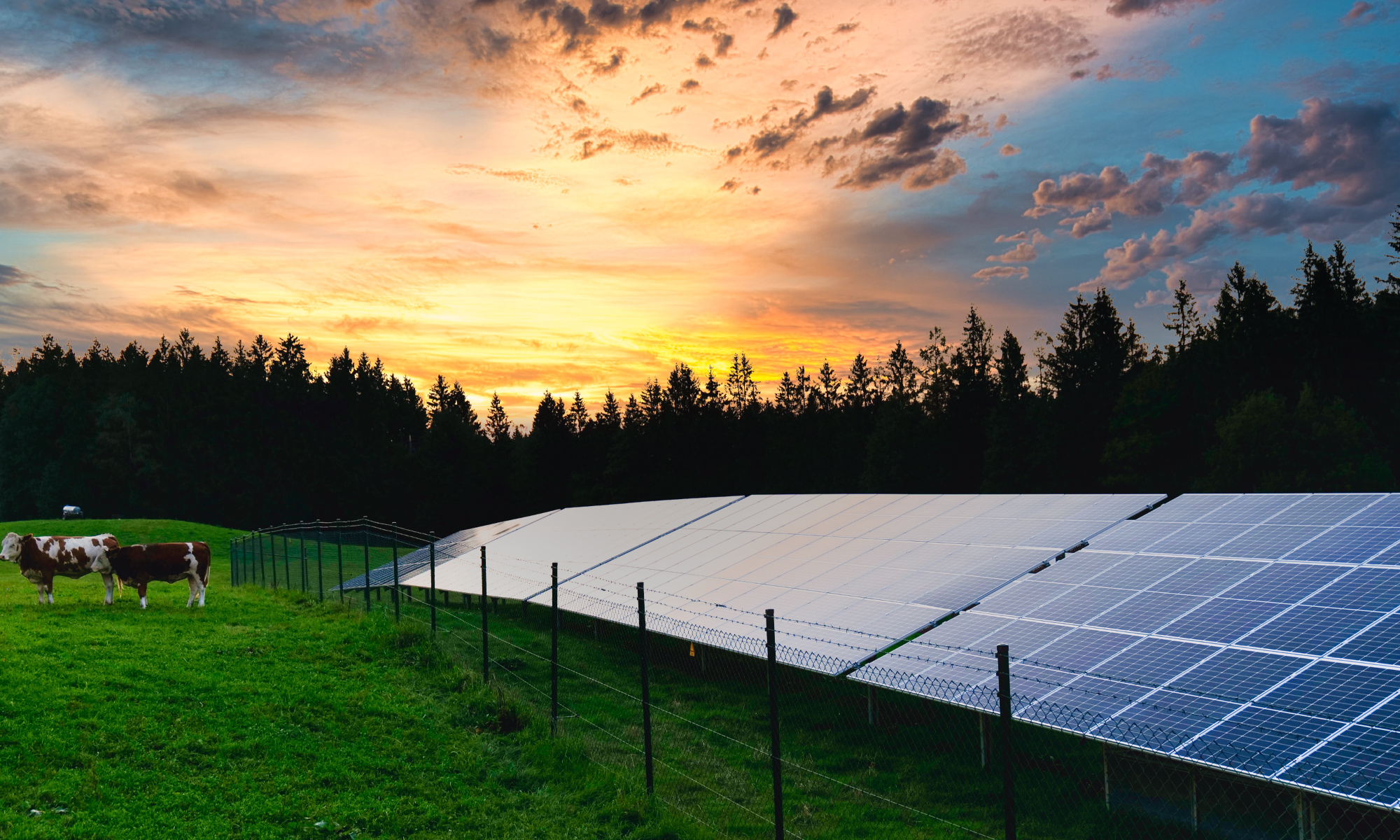 headerbild_uffing_solar_kuehe headerbild_uffing_solar_kuehe